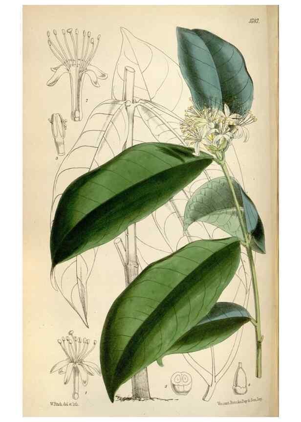 Reproducción/Reproduction 34887752070: Curtis's botanical magazine.. London ; New York [etc.] :Academic Press [etc.]