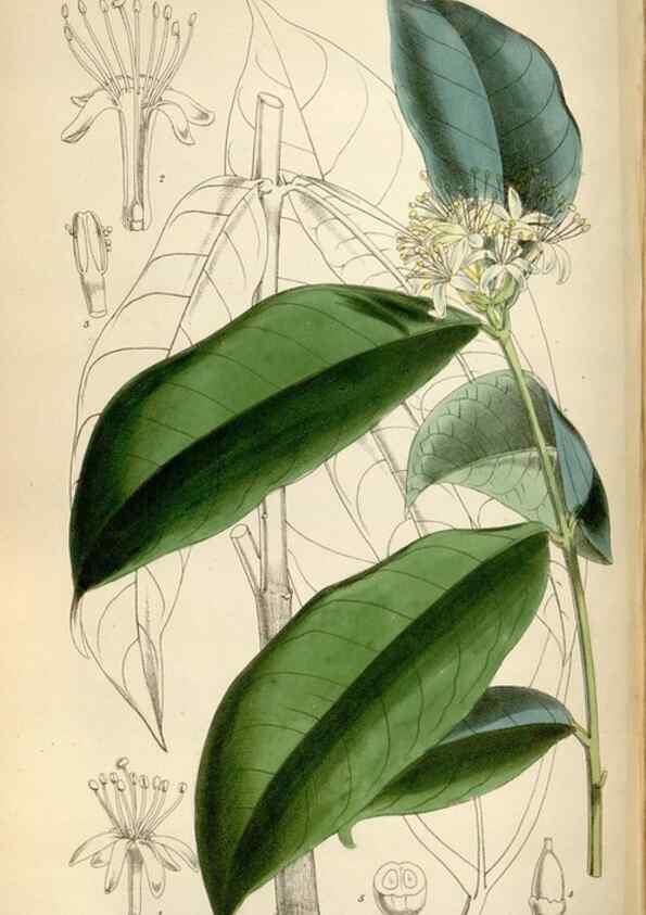 Reproducción/Reproduction 34887752070: Curtis's botanical magazine.. London ; New York [etc.] :Academic Press [etc.]