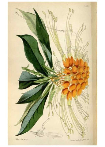 Reproducción/Reproduction 34887755580: Curtis's botanical magazine.. London ; New York [etc.] :Academic Press [etc.]