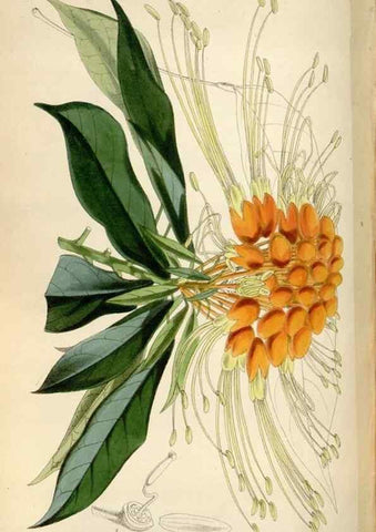 Reproducción/Reproduction 34887755580: Curtis's botanical magazine.. London ; New York [etc.] :Academic Press [etc.]