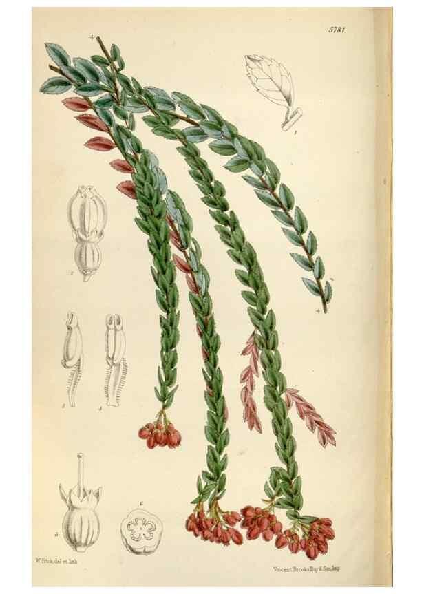 Reproducción/Reproduction 35275057275: Curtis's botanical magazine.. London ; New York [etc.] :Academic Press [etc.]