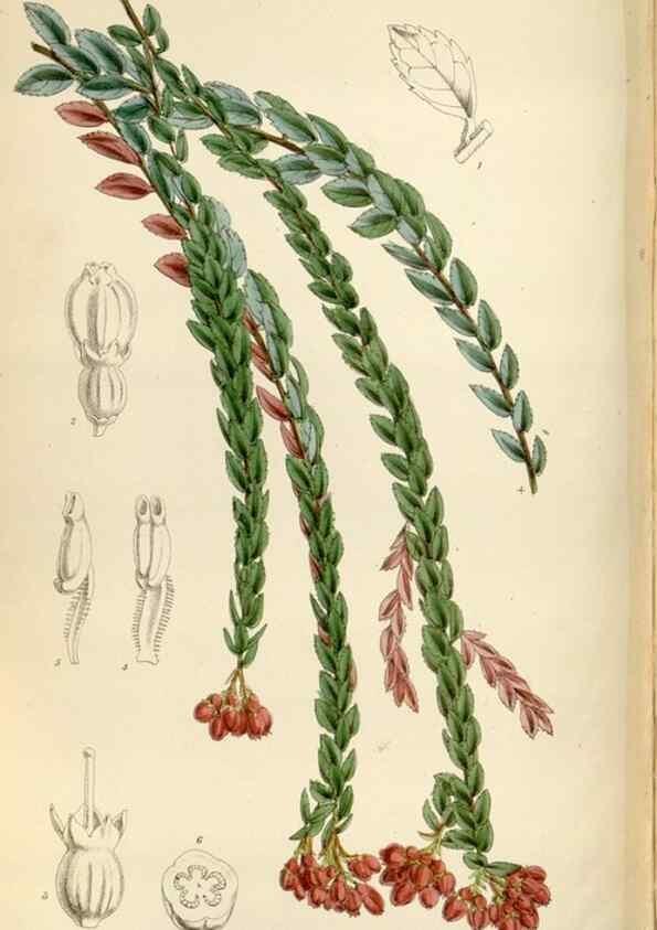 Reproducción/Reproduction 35275057275: Curtis's botanical magazine.. London ; New York [etc.] :Academic Press [etc.]