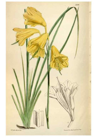 Reproducción/Reproduction 34887812220: Curtis's botanical magazine.. London ; New York [etc.] :Academic Press [etc.]