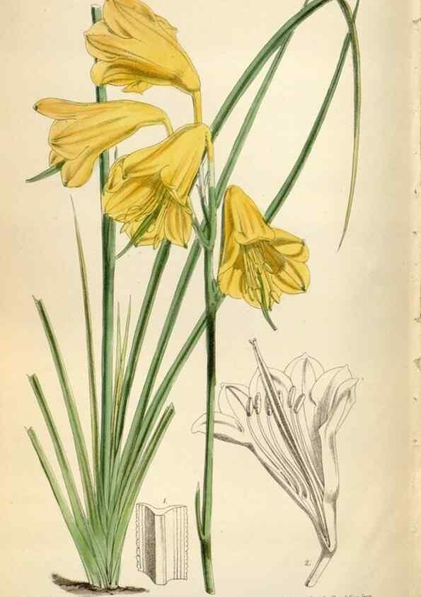Reproducción/Reproduction 34887812220: Curtis's botanical magazine.. London ; New York [etc.] :Academic Press [etc.]