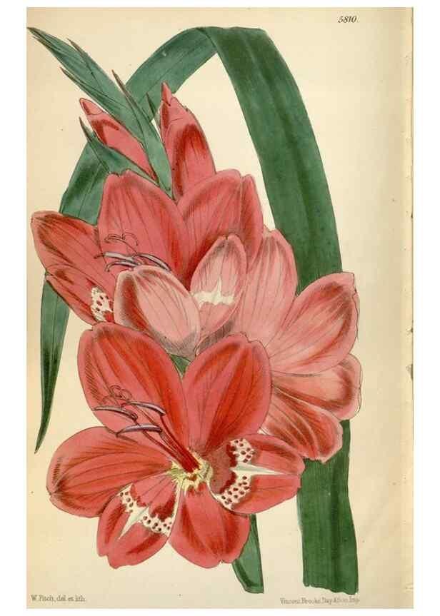 Reproducción/Reproduction 34431220284: Curtis's botanical magazine.. London ; New York [etc.] :Academic Press [etc.]