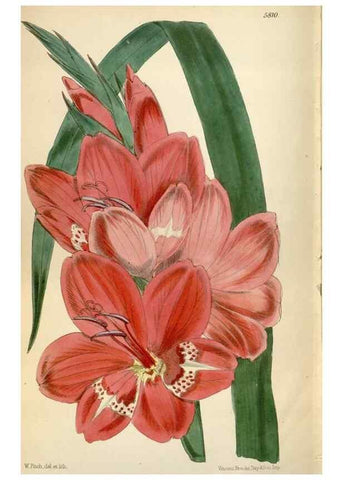 Reproducción/Reproduction 34431220284: Curtis's botanical magazine.. London ; New York [etc.] :Academic Press [etc.]