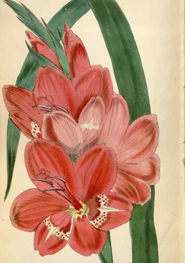 Reproducción/Reproduction 34431220284: Curtis's botanical magazine.. London ; New York [etc.] :Academic Press [etc.]