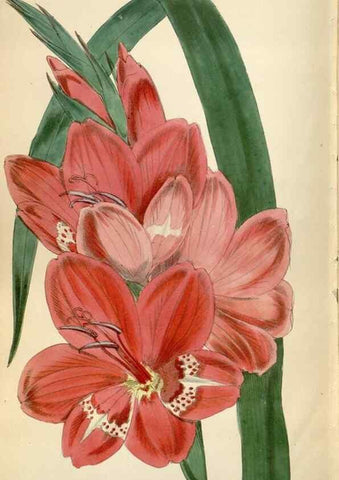 Reproducción/Reproduction 34431220284: Curtis's botanical magazine.. London ; New York [etc.] :Academic Press [etc.]