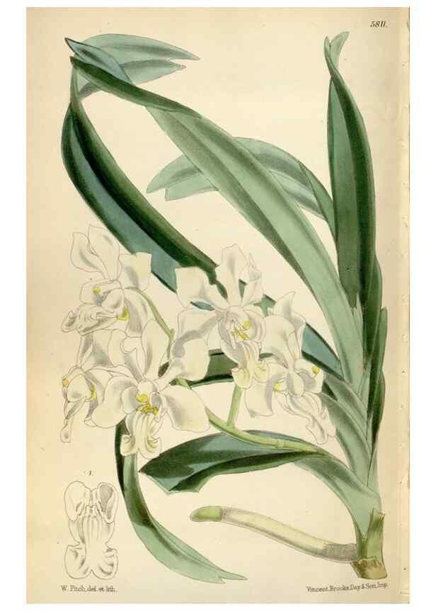Reproducción/Reproduction 34431223714: Curtis's botanical magazine.. London ; New York [etc.] :Academic Press [etc.]