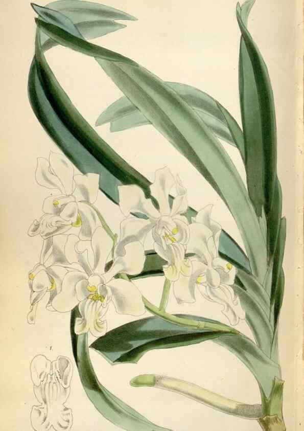 Reproducción/Reproduction 34431223714: Curtis's botanical magazine.. London ; New York [etc.] :Academic Press [etc.]