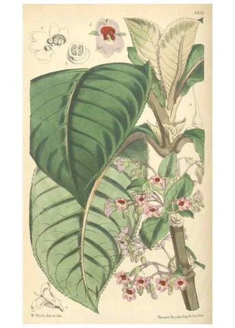 Reproducción/Reproduction 35144989171: Curtis's botanical magazine.. London ; New York [etc.] :Academic Press [etc.]