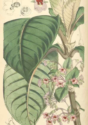 Reproducción/Reproduction 35144989171: Curtis's botanical magazine.. London ; New York [etc.] :Academic Press [etc.]