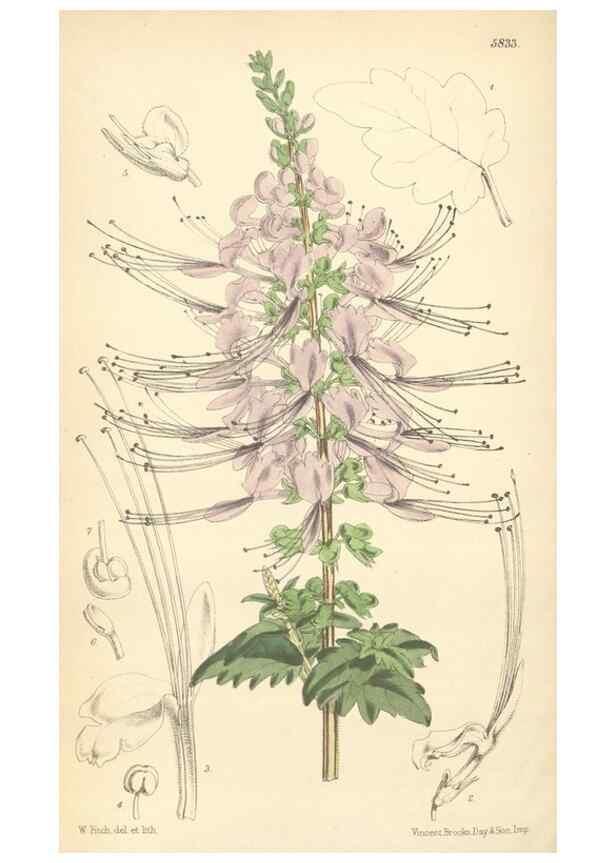 Reproducción/Reproduction 34465544763: Curtis's botanical magazine.. London ; New York [etc.] :Academic Press [etc.]