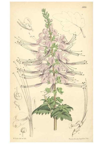 Reproducción/Reproduction 34465544763: Curtis's botanical magazine.. London ; New York [etc.] :Academic Press [etc.]