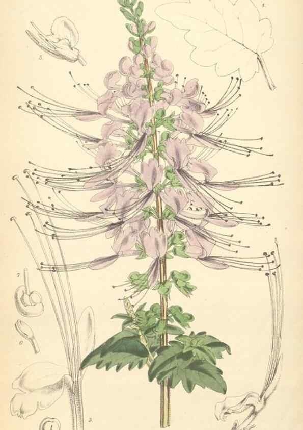 Reproducción/Reproduction 34465544763: Curtis's botanical magazine.. London ; New York [etc.] :Academic Press [etc.]