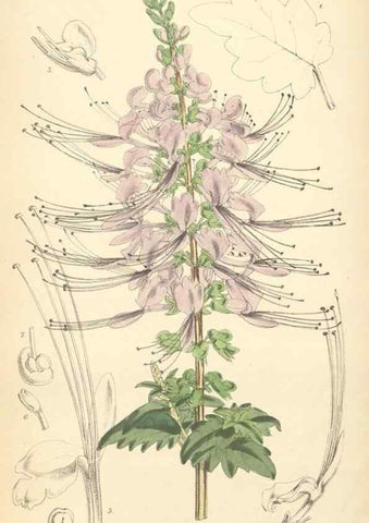 Reproducción/Reproduction 34465544763: Curtis's botanical magazine.. London ; New York [etc.] :Academic Press [etc.]