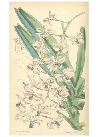 Reproducción/Reproduction 35234717966: Curtis's botanical magazine.. London ; New York [etc.] :Academic Press [etc.]
