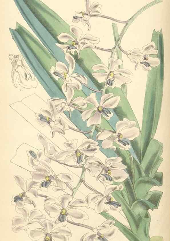 Reproducción/Reproduction 35234717966: Curtis's botanical magazine.. London ; New York [etc.] :Academic Press [etc.]