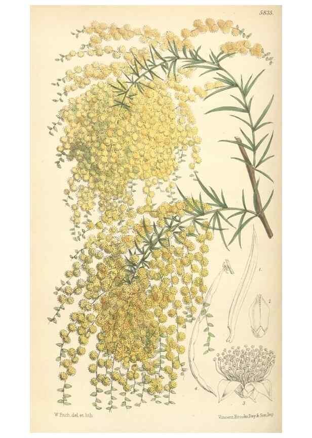 Reproducción/Reproduction 34431375294: Curtis's botanical magazine.. London ; New York [etc.] :Academic Press [etc.]