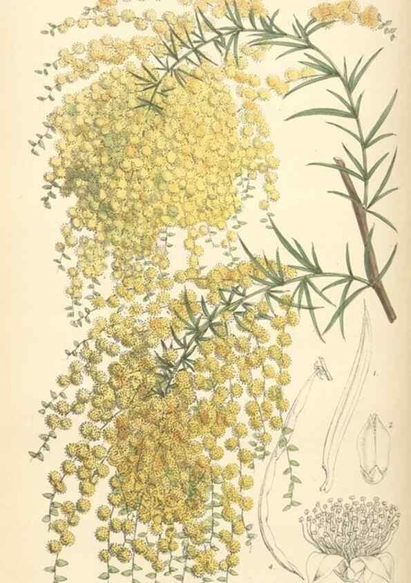 Reproducción/Reproduction 34431375294: Curtis's botanical magazine.. London ; New York [etc.] :Academic Press [etc.]