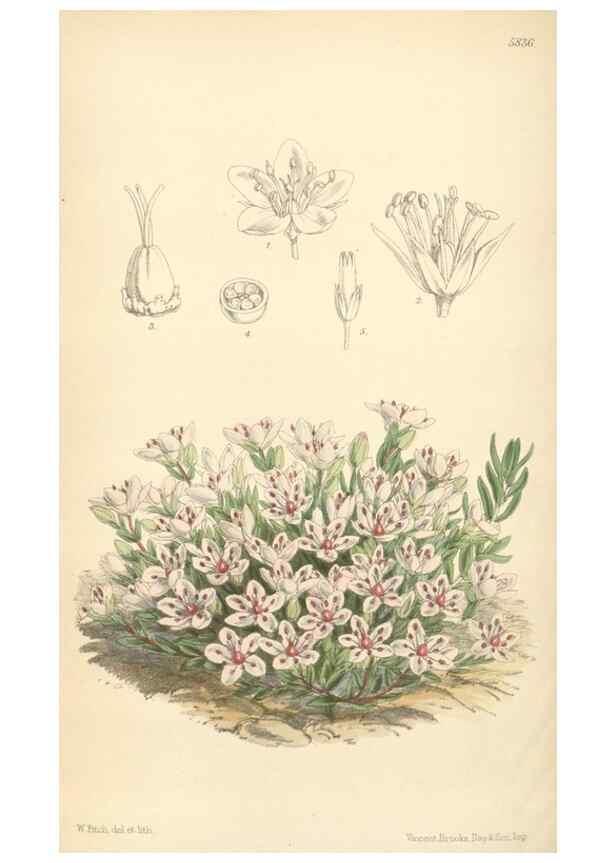 Reproducción/Reproduction 34431378054: Curtis's botanical magazine.. London ; New York [etc.] :Academic Press [etc.]