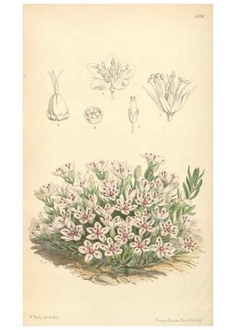 Reproducción/Reproduction 34431378054: Curtis's botanical magazine.. London ; New York [etc.] :Academic Press [etc.]