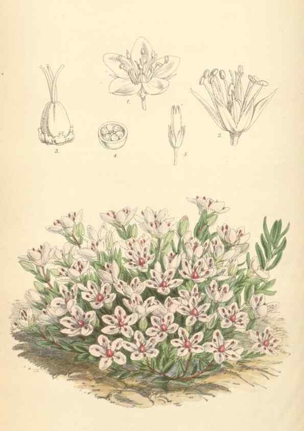Reproducción/Reproduction 34431378054: Curtis's botanical magazine.. London ; New York [etc.] :Academic Press [etc.]