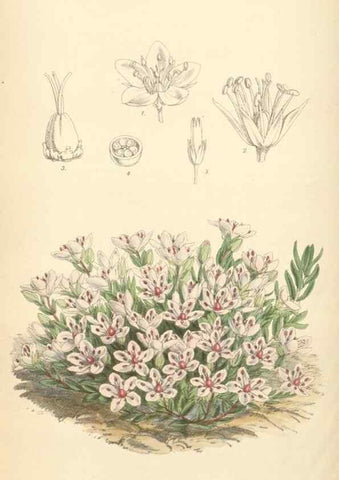 Reproducción/Reproduction 34431378054: Curtis's botanical magazine.. London ; New York [etc.] :Academic Press [etc.]