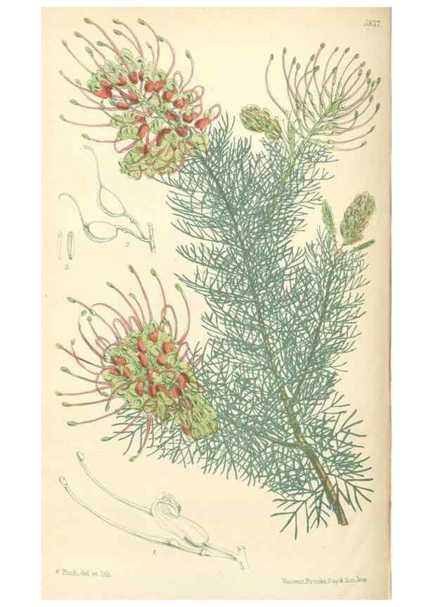 Reproducción/Reproduction 35275237855: Curtis's botanical magazine.. London ; New York [etc.] :Academic Press [etc.]
