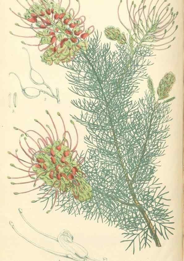 Reproducción/Reproduction 35275237855: Curtis's botanical magazine.. London ; New York [etc.] :Academic Press [etc.]