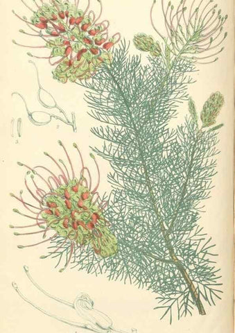 Reproducción/Reproduction 35275237855: Curtis's botanical magazine.. London ; New York [etc.] :Academic Press [etc.]