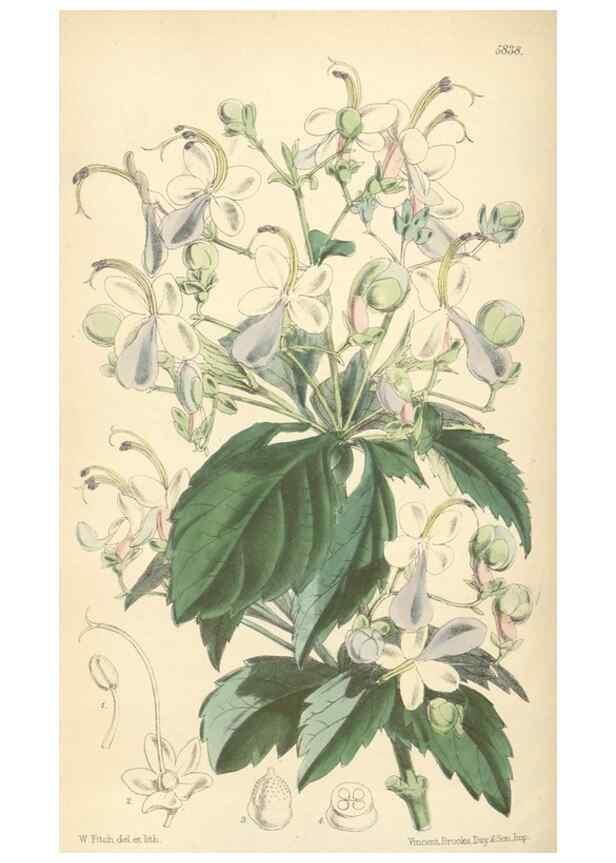 Reproducción/Reproduction 35275240925: Curtis's botanical magazine.. London ; New York [etc.] :Academic Press [etc.]