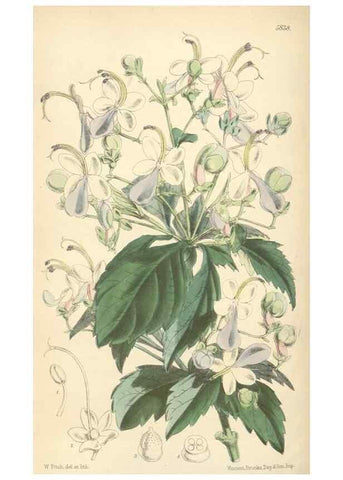 Reproducción/Reproduction 35275240925: Curtis's botanical magazine.. London ; New York [etc.] :Academic Press [etc.]