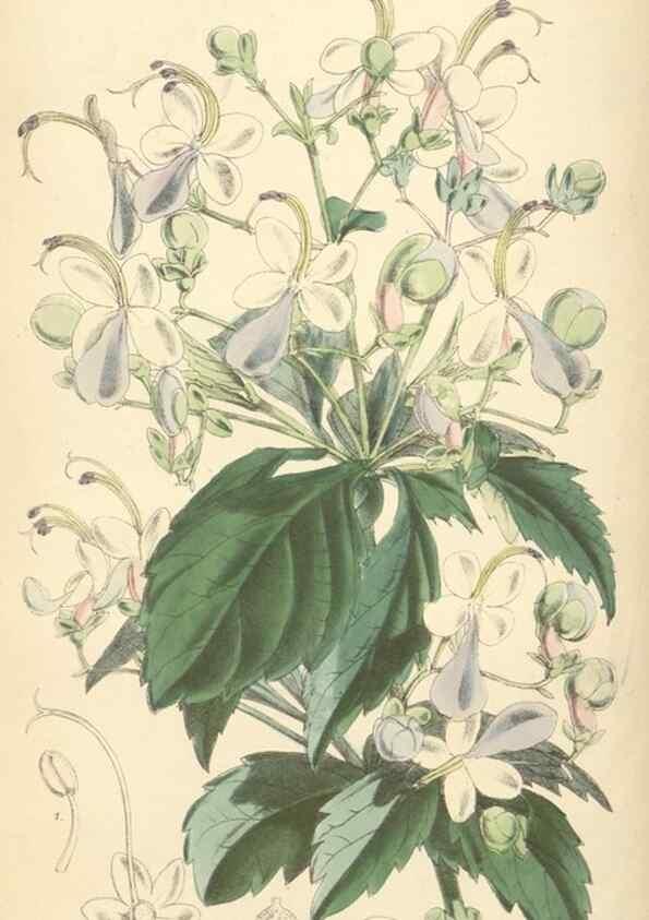 Reproducción/Reproduction 35275240925: Curtis's botanical magazine.. London ; New York [etc.] :Academic Press [etc.]