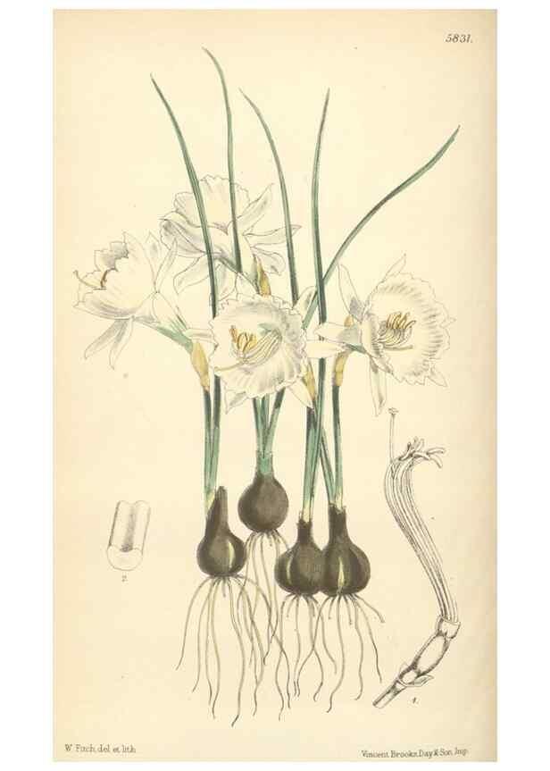 Reproducción/Reproduction 35275224745: Curtis's botanical magazine.. London ; New York [etc.] :Academic Press [etc.]