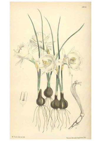 Reproducción/Reproduction 35275224745: Curtis's botanical magazine.. London ; New York [etc.] :Academic Press [etc.]