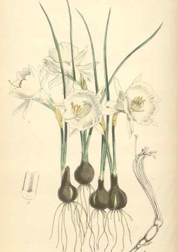 Reproducción/Reproduction 35275224745: Curtis's botanical magazine.. London ; New York [etc.] :Academic Press [etc.]