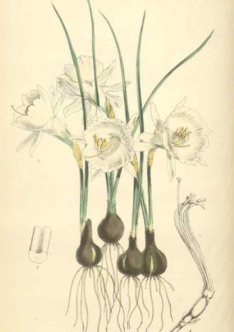 Reproducción/Reproduction 35275224745: Curtis's botanical magazine.. London ; New York [etc.] :Academic Press [etc.]