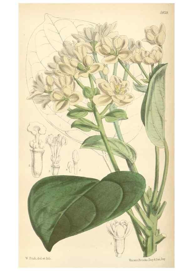 Reproducción/Reproduction 34887919270: Curtis's botanical magazine.. London ; New York [etc.] :Academic Press [etc.]