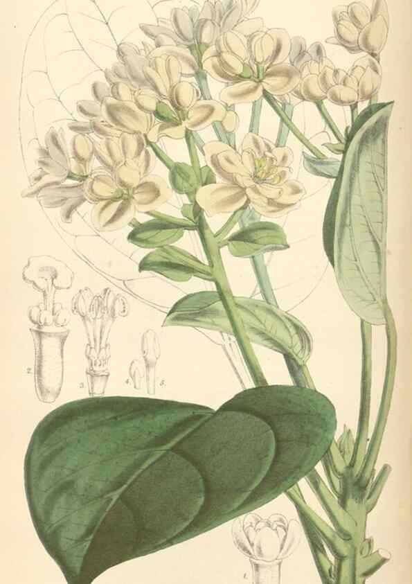 Reproducción/Reproduction 34887919270: Curtis's botanical magazine.. London ; New York [etc.] :Academic Press [etc.]