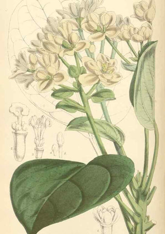 Reproducción/Reproduction 34887919270: Curtis's botanical magazine.. London ; New York [etc.] :Academic Press [etc.]
