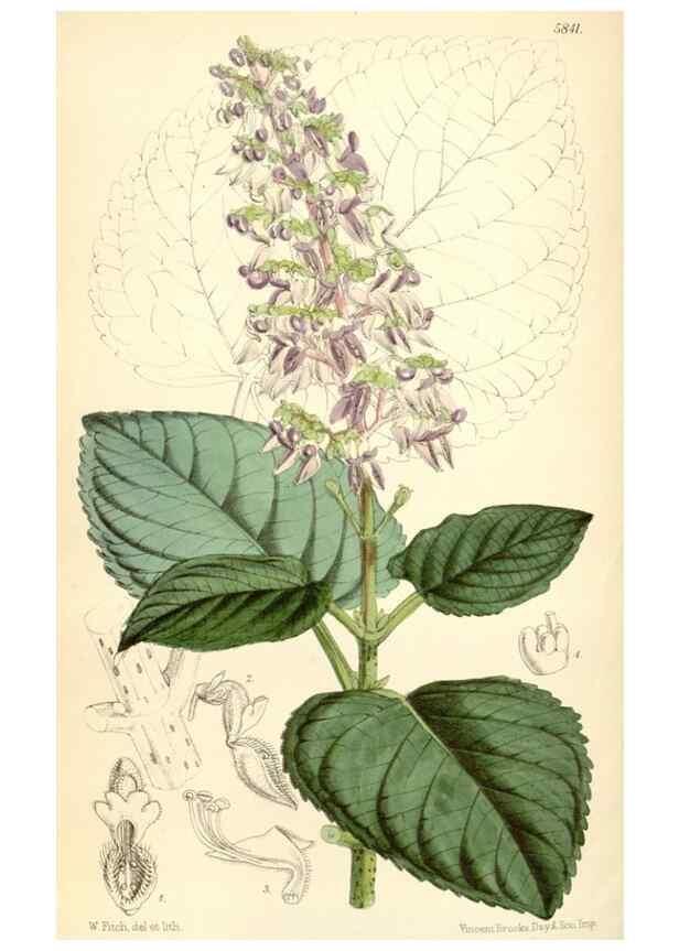 Reproducción/Reproduction 35145006091: Curtis's botanical magazine.. London ; New York [etc.] :Academic Press [etc.]