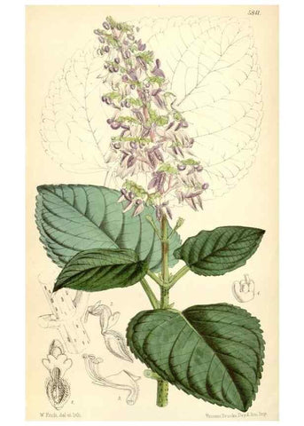 Reproducción/Reproduction 35145006091: Curtis's botanical magazine.. London ; New York [etc.] :Academic Press [etc.]