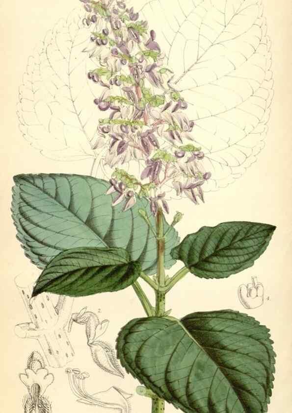 Reproducción/Reproduction 35145006091: Curtis's botanical magazine.. London ; New York [etc.] :Academic Press [etc.]