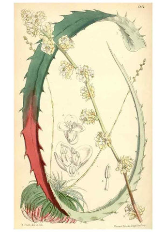 Reproducción/Reproduction 34465567813: Curtis's botanical magazine.. London ; New York [etc.] :Academic Press [etc.]