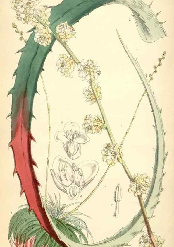 Reproducción/Reproduction 34465567813: Curtis's botanical magazine.. London ; New York [etc.] :Academic Press [etc.]