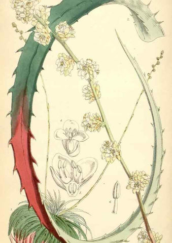 Reproducción/Reproduction 34465567813: Curtis's botanical magazine.. London ; New York [etc.] :Academic Press [etc.]