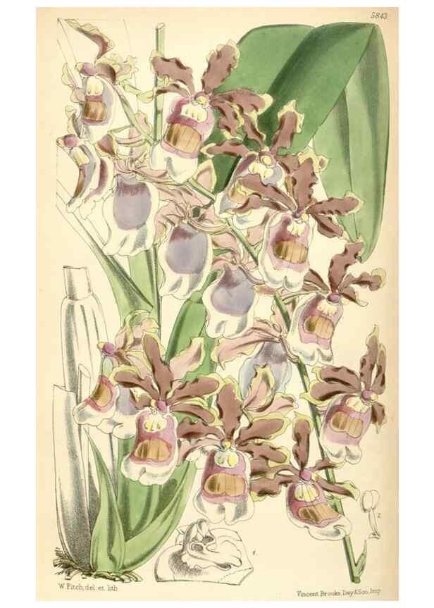 Reproducción/Reproduction 35108694732: Curtis's botanical magazine.. London ; New York [etc.] :Academic Press [etc.]