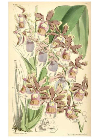 Reproducción/Reproduction 35108694732: Curtis's botanical magazine.. London ; New York [etc.] :Academic Press [etc.]
