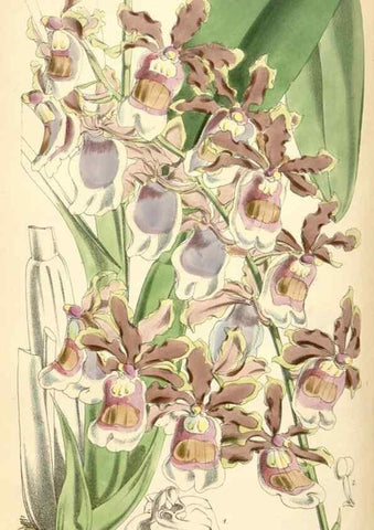 Reproducción/Reproduction 35108694732: Curtis's botanical magazine.. London ; New York [etc.] :Academic Press [etc.]